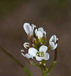 Watercress